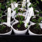 Starter plants of the miniature Pink Snow Rose propagated by JBsP