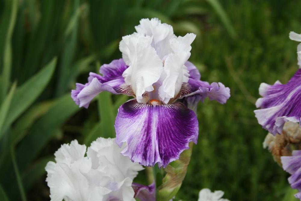 Photo of Tall Bearded Iris (Iris 'Pop Music') uploaded by KentPfeiffer