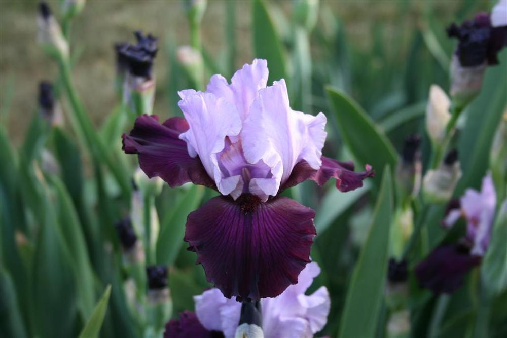 Photo of Tall Bearded Iris (Iris 'Private Eye') uploaded by KentPfeiffer