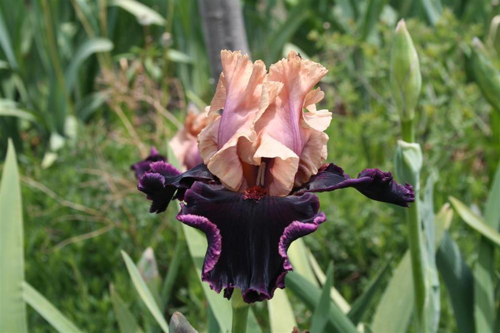 Photo of Tall Bearded Iris (Iris 'Prague') uploaded by KentPfeiffer