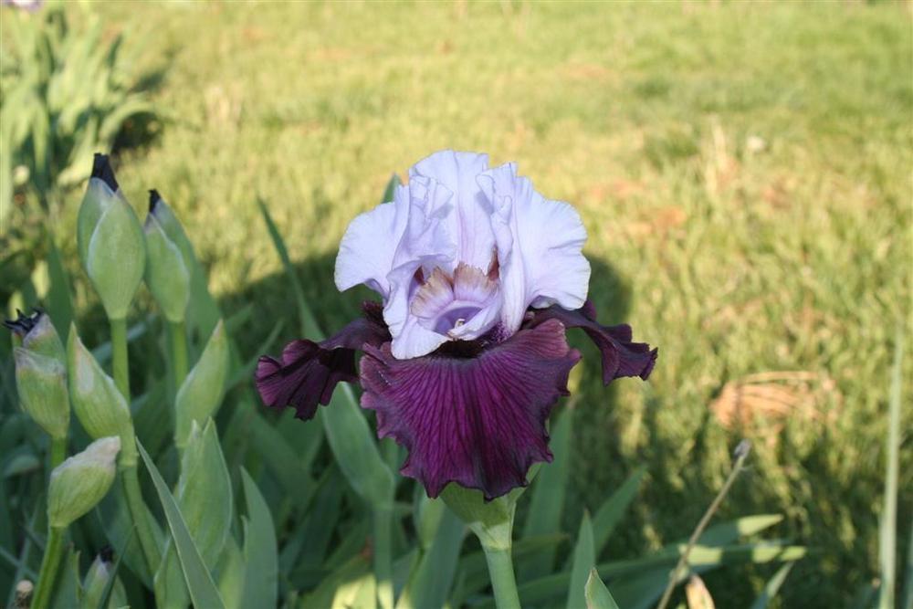 Photo of Tall Bearded Iris (Iris 'Private Eye') uploaded by KentPfeiffer