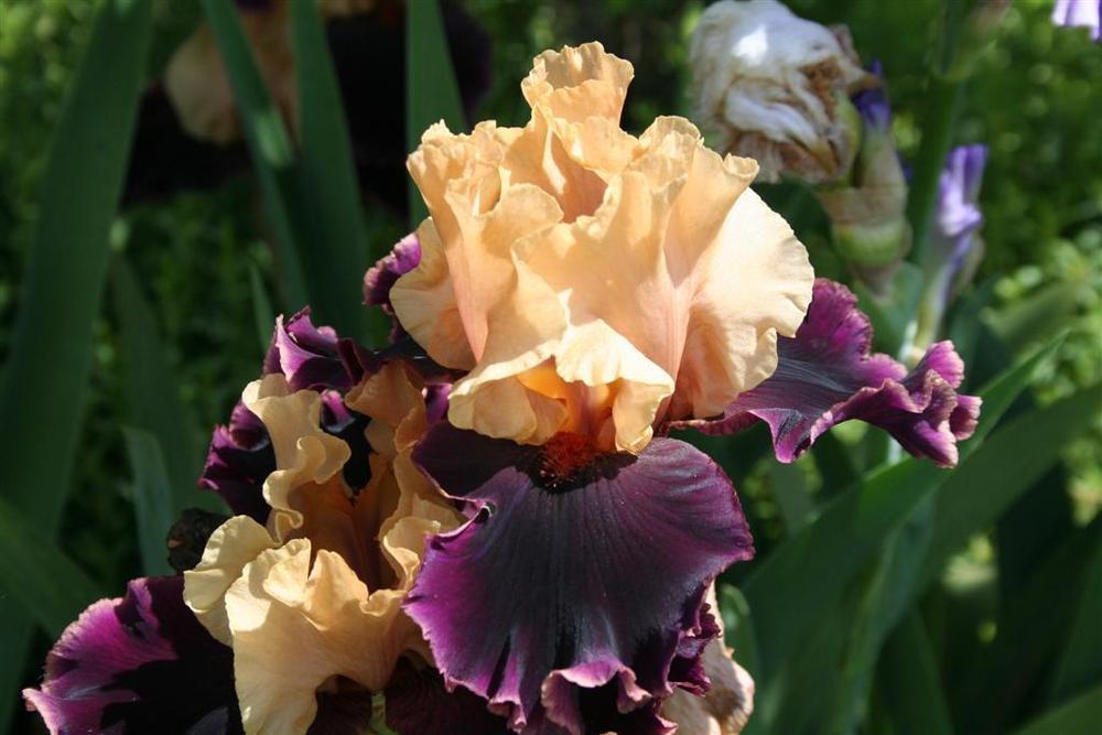 Photo of Tall Bearded Iris (Iris 'Prague') uploaded by KentPfeiffer