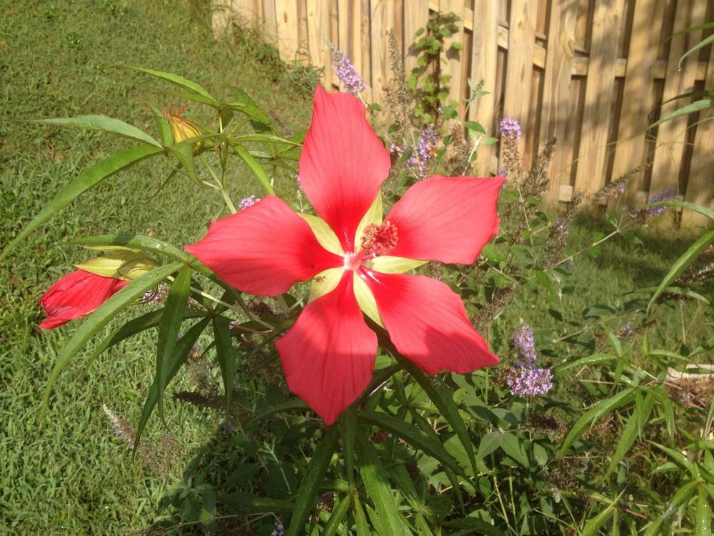 Photo of Texas Star (Hibiscus coccineus) uploaded by SCButtercup
