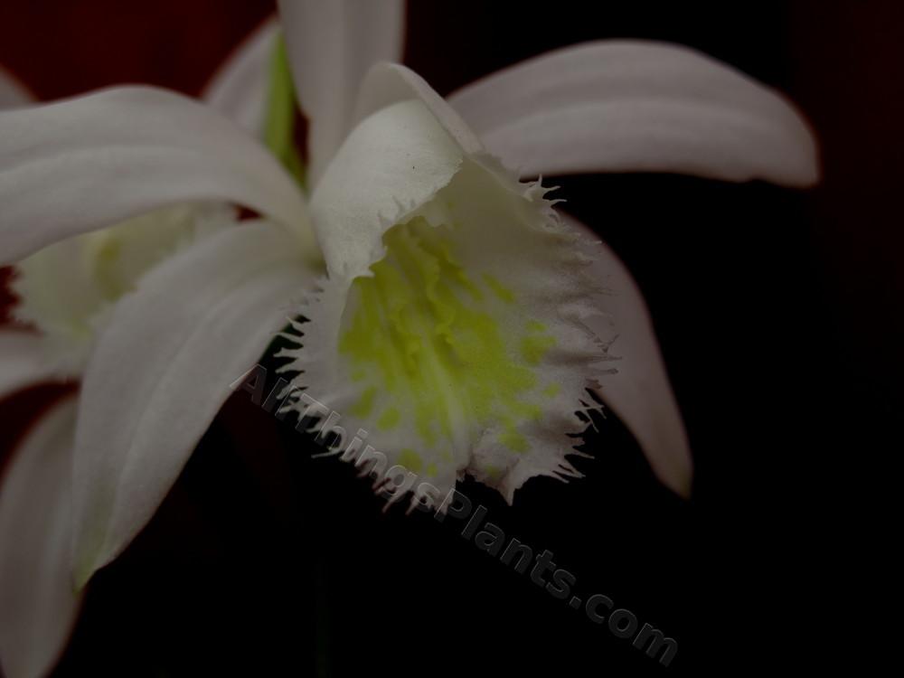 Photo of Windowsill Orchid (Pleione formosana) uploaded by bootandall