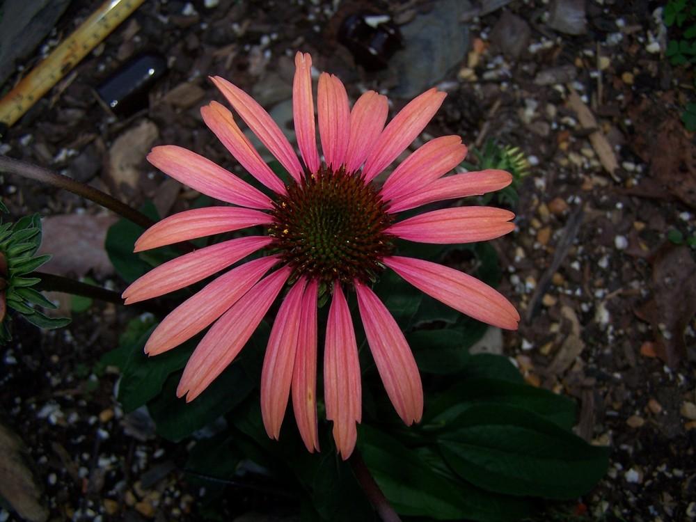 Photo of Coneflower (Echinacea Big Sky™ Summer Sky) uploaded by chickhill