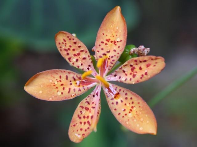 Photo of Species Iris (Iris domestica) uploaded by gingin