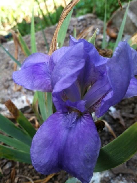 Photo of Standard Dwarf Bearded Iris (Iris 'Smell the Roses') uploaded by grannysgarden