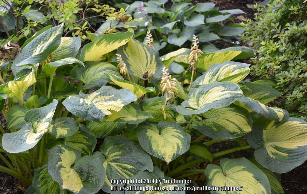 Photo of Hosta 'Great Expectations' uploaded by treehugger