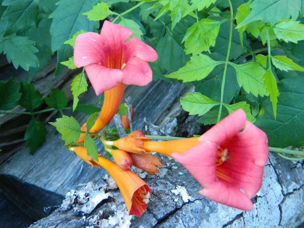 Photo of Trumpet Vine (Campsis radicans) uploaded by wildflowers