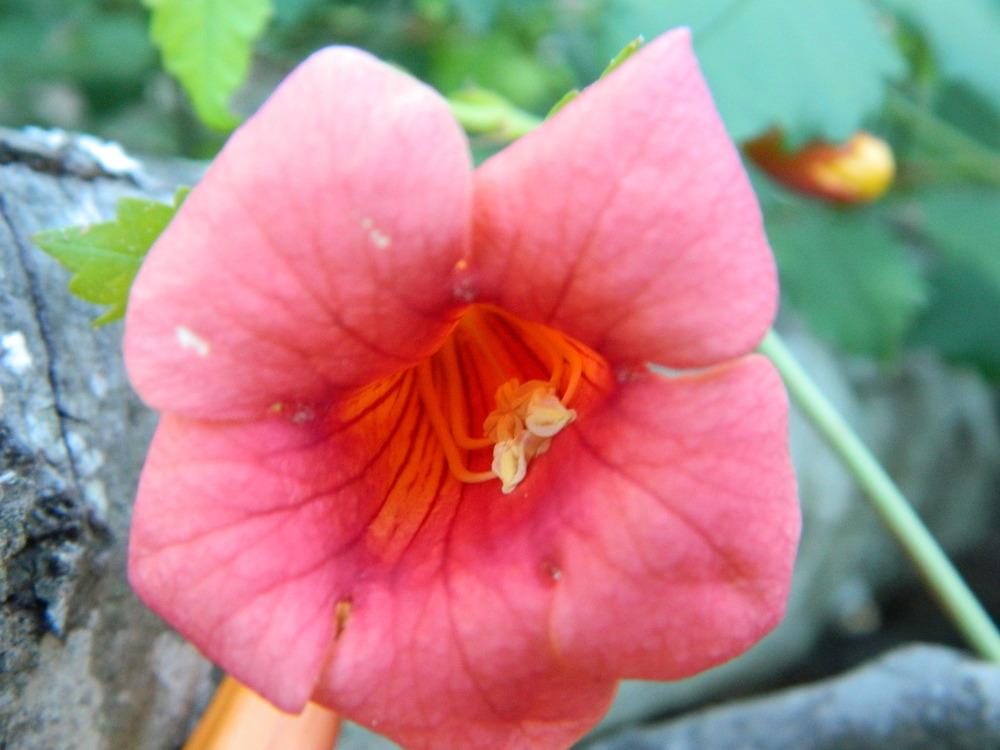 Photo of Trumpet Vine (Campsis radicans) uploaded by wildflowers