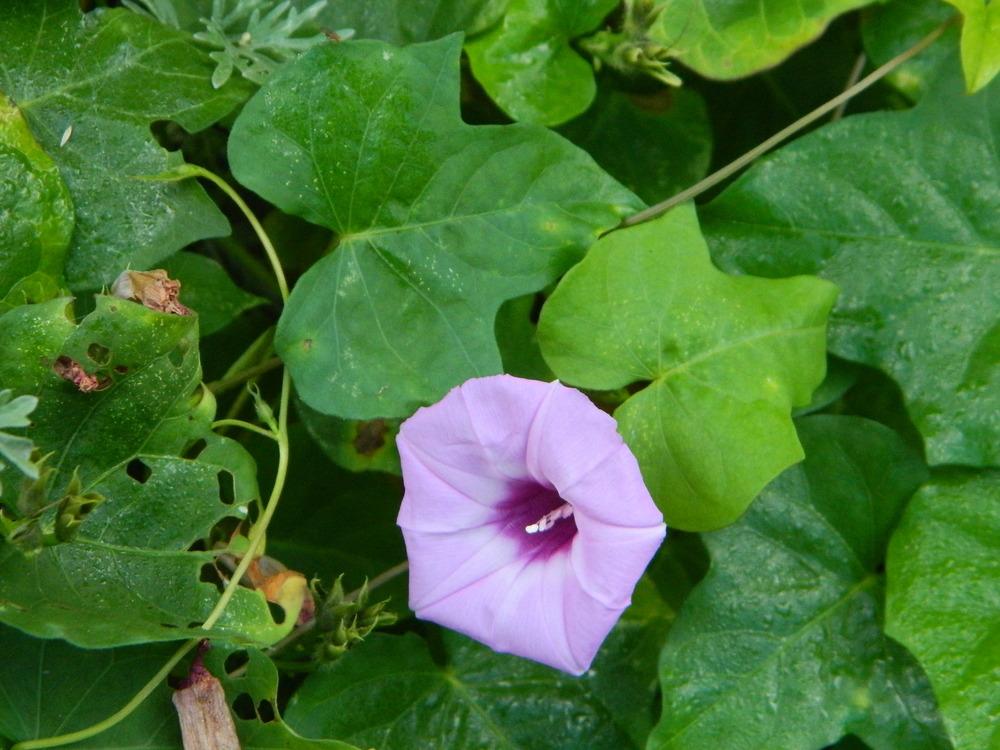 Photo of Morning Glory (Ipomoea cordatotriloba) uploaded by wildflowers