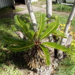 Location: Rose Wood Apts, Corpus Christi, TX
Date: 2014-09-30
Very OLD King Sago Palm.  Actual Age unknown, but 30+ years old.
