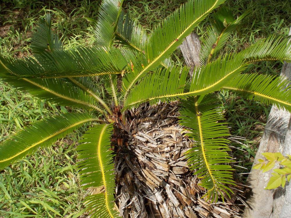 Photo of Sago Palm (Cycas revoluta) uploaded by Blondmyk