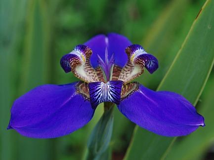Photo of Walking Iris (Trimezia coerulea) uploaded by Calif_Sue