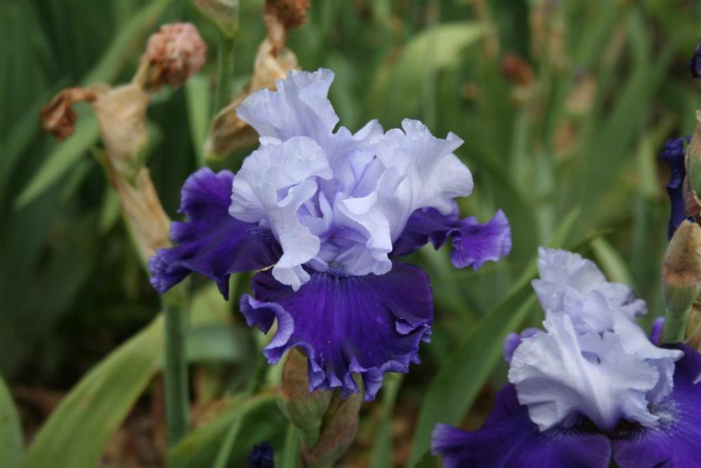 Photo of Tall Bearded Iris (Iris 'Rainy River') uploaded by KentPfeiffer