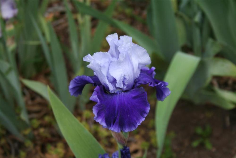 Photo of Tall Bearded Iris (Iris 'Rainy River') uploaded by KentPfeiffer