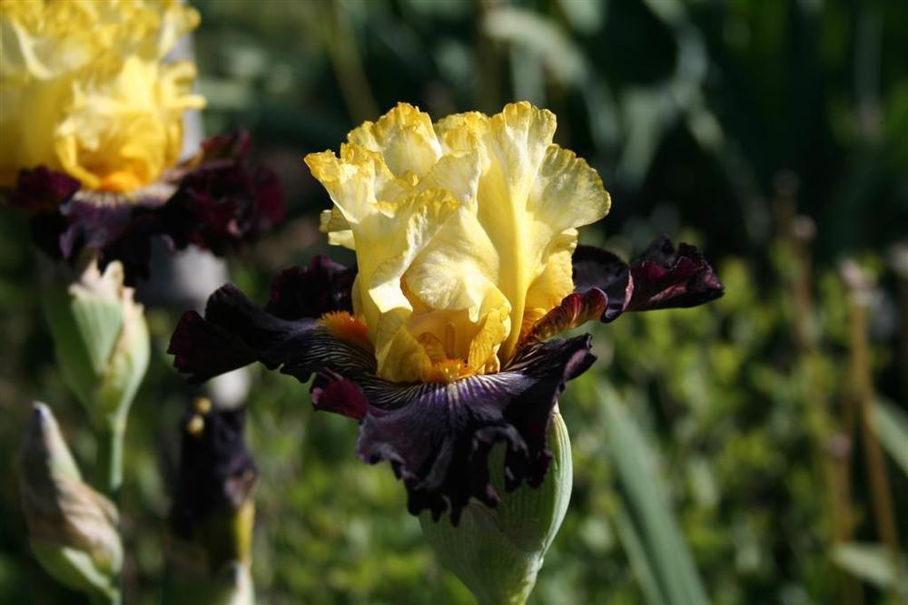 Photo of Tall Bearded Iris (Iris 'Reckless Abandon') uploaded by KentPfeiffer