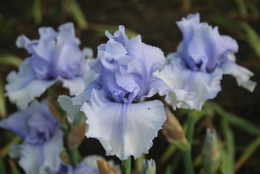 Photo of Tall Bearded Iris (Iris 'Queen of Elegance') uploaded by KentPfeiffer