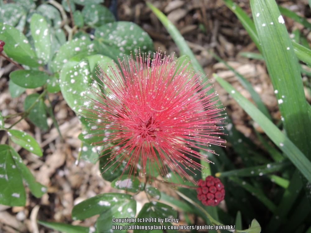 Photo of Pink Powderpuff (Calliandra tergemina var. emarginata) uploaded by piksihk