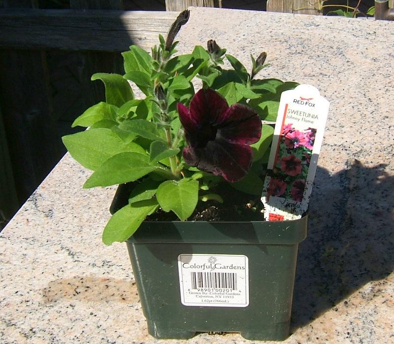 Photo of Petunia Sweetunia® Johnny Flame uploaded by pirl