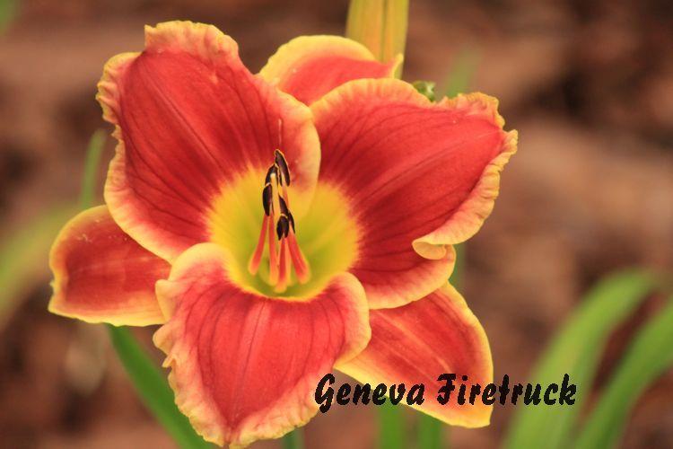 Photo of Daylily (Hemerocallis 'Geneva Firetruck') uploaded by tommy71