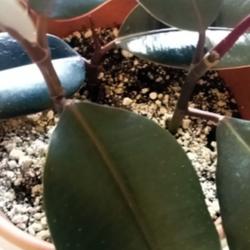 Location: Stockton, CA
Date: 2014-08-26
Rooting cuttings from my main ficus in Promix HP
