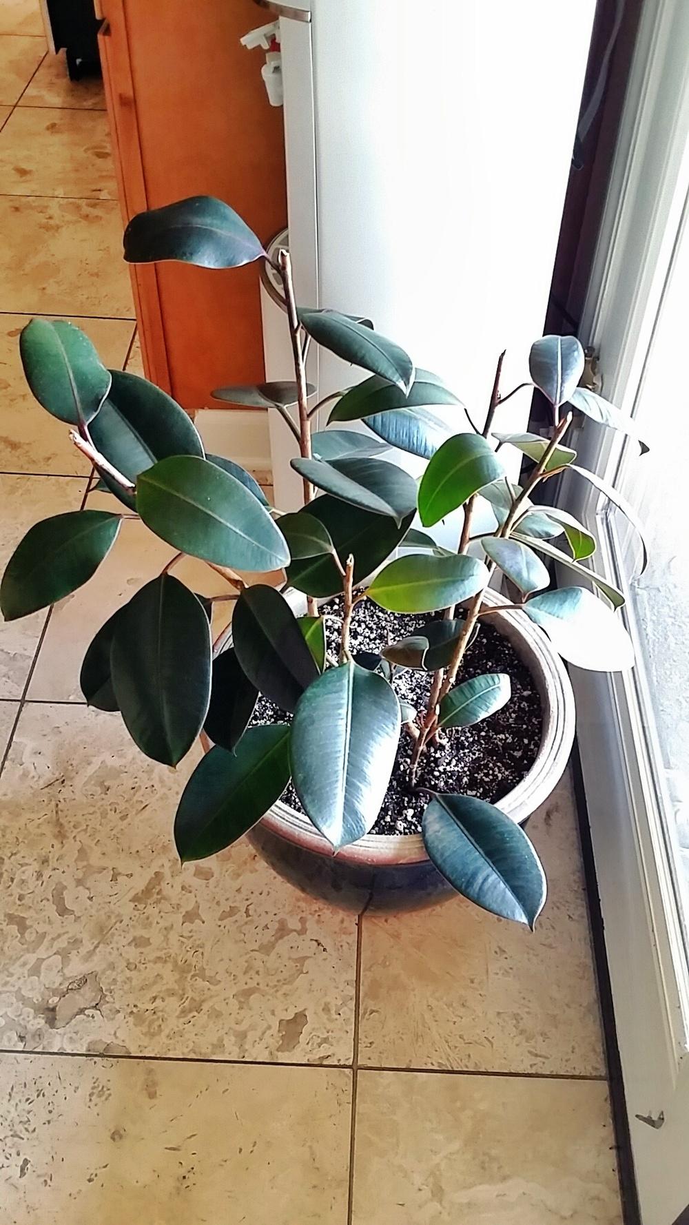 Photo of Rubber Plant (Ficus elastica) uploaded by SugiGirl