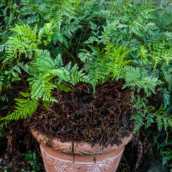 Location: Stockton, CA
Date: 2014-09-26
Enormous potted leatherleaf fern...not sure what to do about this