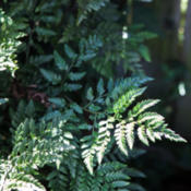Leatherleaf ferns must look like this.