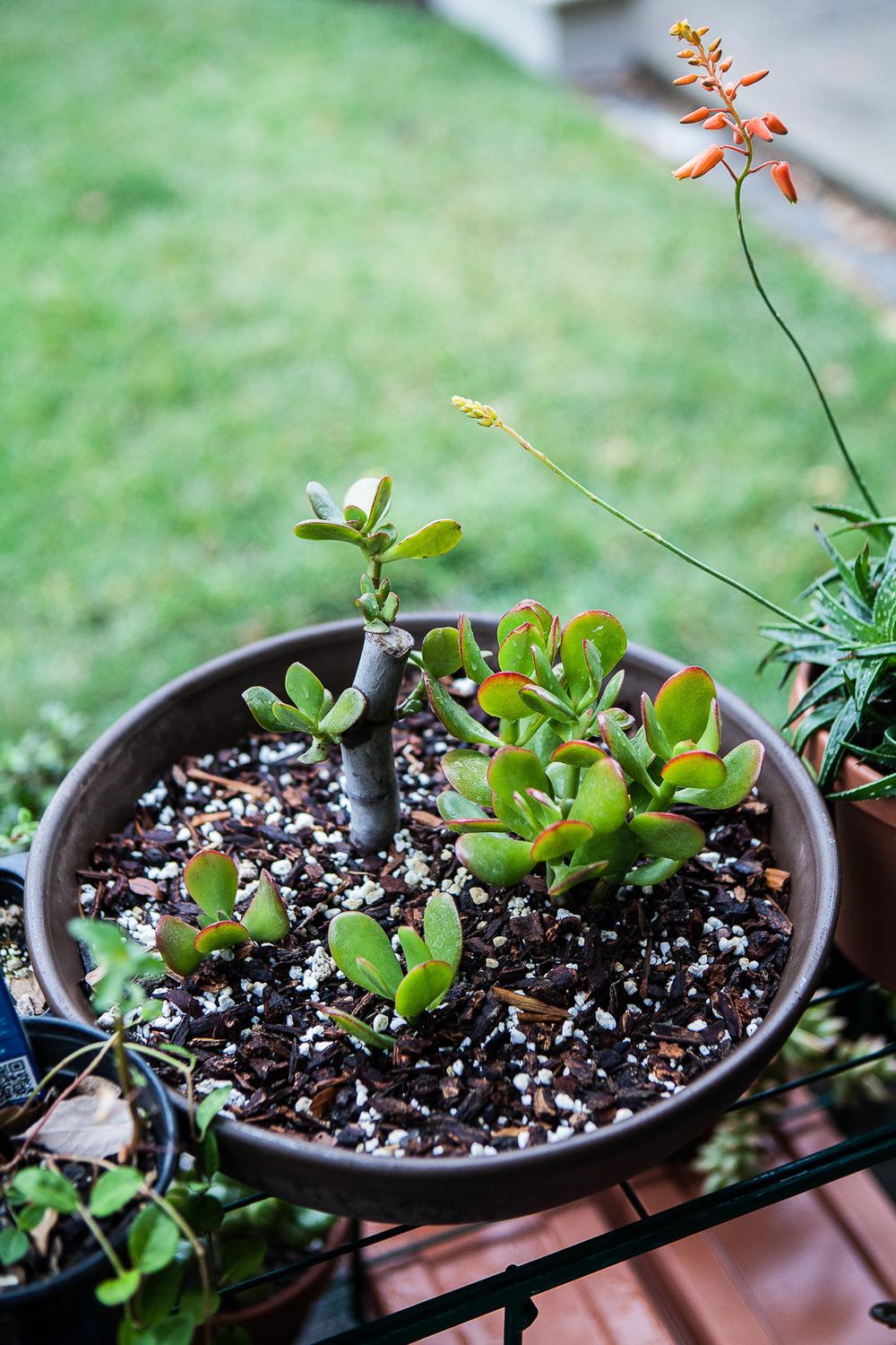 Photo of Jade Plant (Crassula ovata) uploaded by SugiGirl