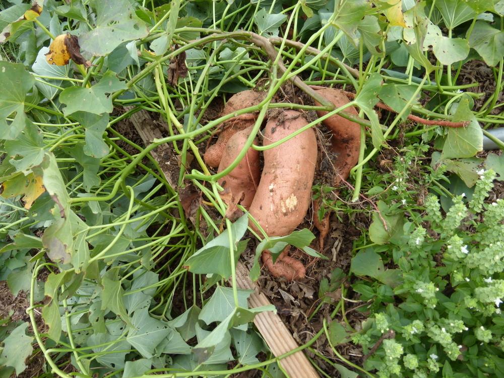 Photo of Sweet Potato (Ipomoea batatas 'Centennial') uploaded by dave
