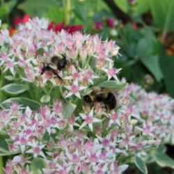 Location: East garden
Date: September
Can you hear the bees snoring - ZZZZZZZZZZZZZZZZZZZZ