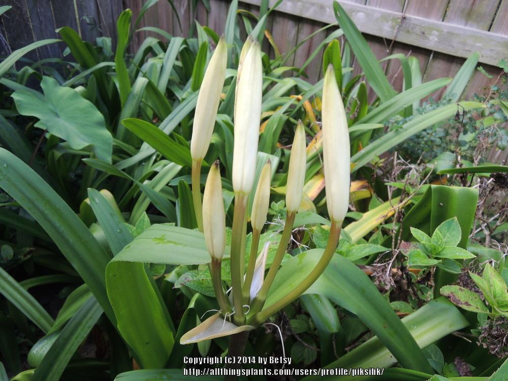 Photo of Crinum Lily (Crinum americanum) uploaded by piksihk