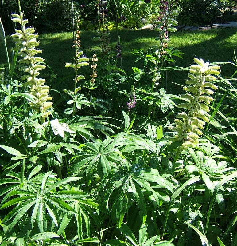 Photo of Russell Lupine (Lupinus regalis) uploaded by pirl