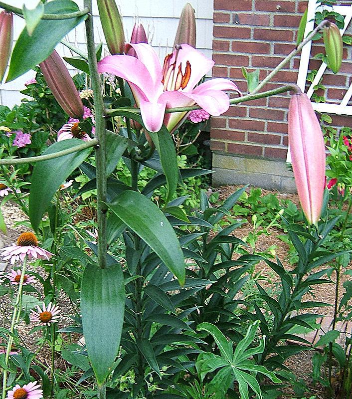 Photo of Lily (Lilium 'Timezone') uploaded by pirl