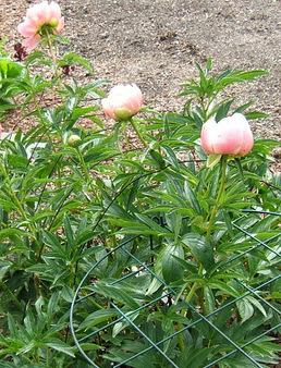 Photo of Garden Peony (Paeonia 'Coral Charm') uploaded by pirl