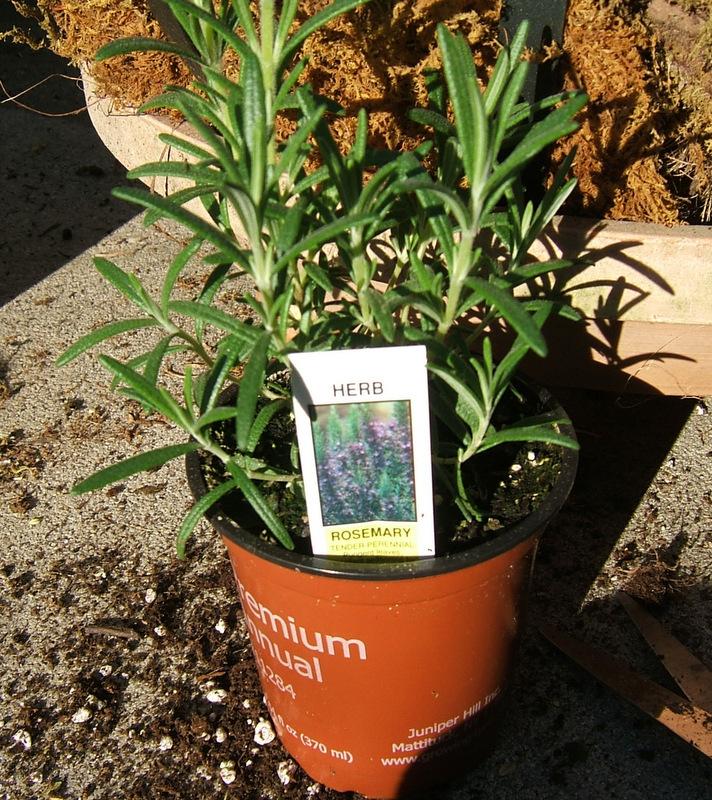 Photo of Rosemary (Salvia rosmarinus) uploaded by pirl