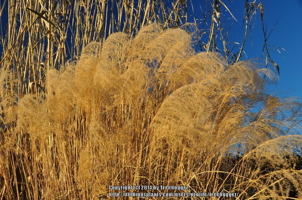 Photo of Maiden Grass (Miscanthus sinensis) uploaded by treehugger