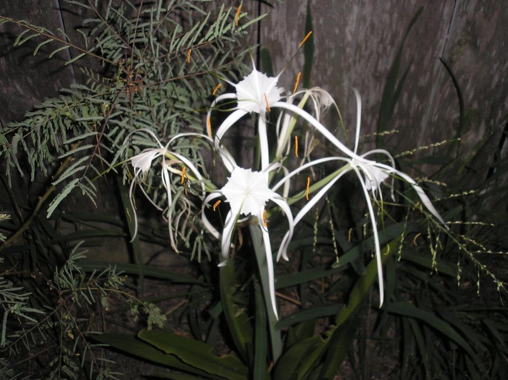 Photo of Spider Lily (Hymenocallis littoralis) uploaded by Blondmyk