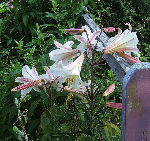 Photo of Regal Lily (Lilium regale) uploaded by pirl