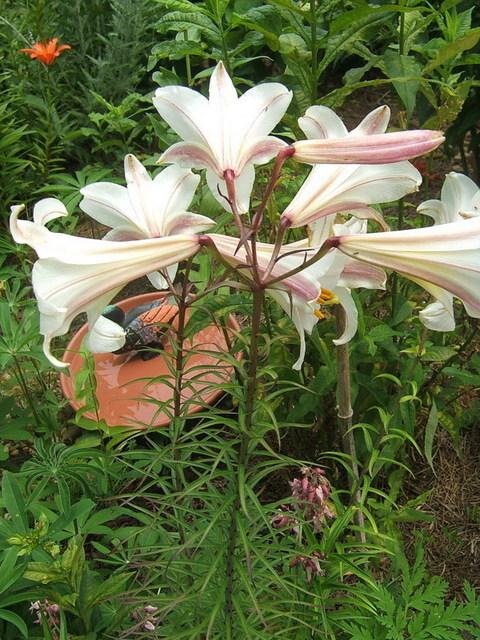 Photo of Regal Lily (Lilium regale) uploaded by pirl