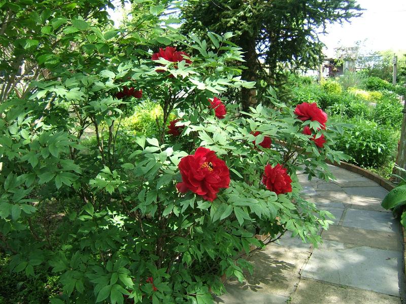Photo of Peonies (Paeonia) uploaded by pirl