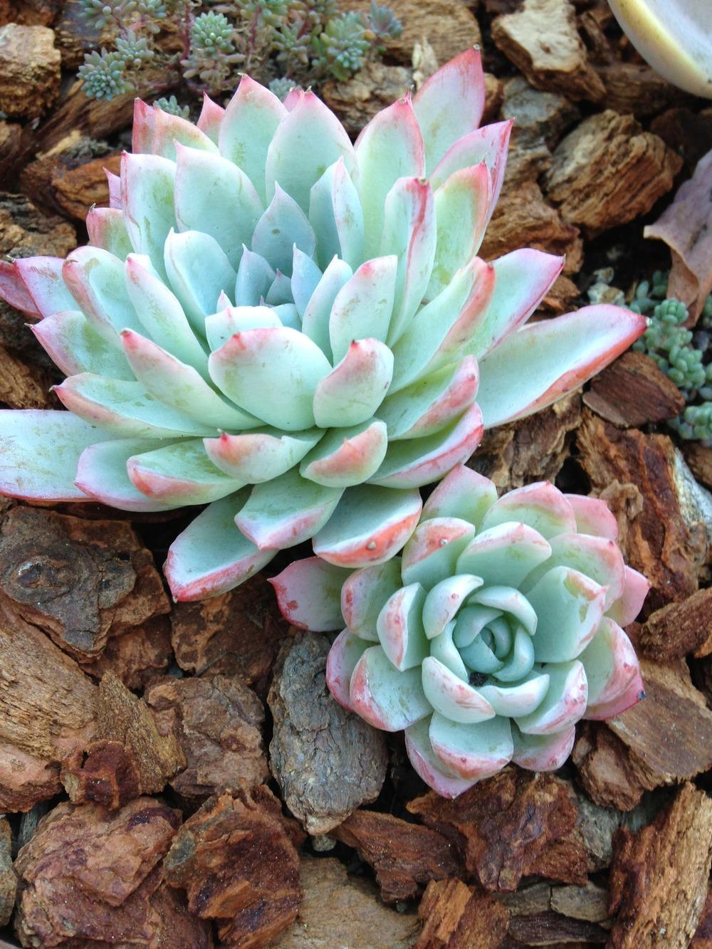 Photo of Echeveria 'Violet Queen' uploaded by webesemps