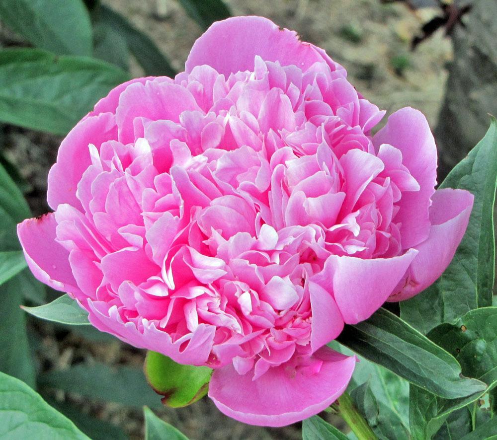 Photo of Peonies (Paeonia) uploaded by TBGDN