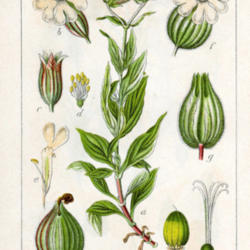 Location: book Deutschlands Flora in Abbildungen 1796
Date: 2004-06-14
Johann Georg Sturm (Painter: Jacob Sturm)