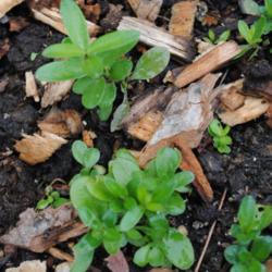 Location: My Northeastern Indiana Gardens - Zone 5b
Date: 2014-10-02
Group of tiny plants showing basal leaves; late in their first ye