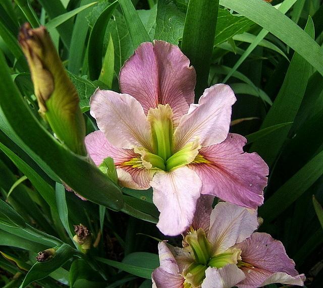 Photo of Louisiana Iris (Iris 'Prix d'Elegance') uploaded by pirl