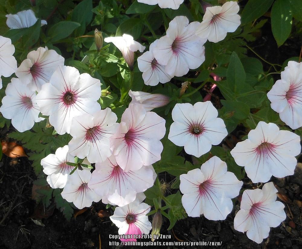 Photo of Multiflora Spreading/Trailing Petunia (Petunia Supertunia® Vista Silverberry) uploaded by zuzu