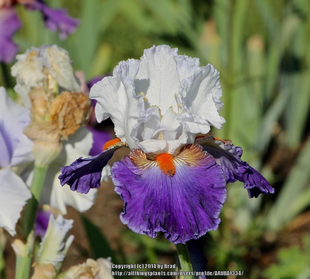 Photo of Tall Bearded Iris (Iris 'Ragtop Day') uploaded by ARUBA1334