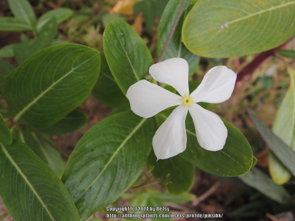 Photo of Vinca (Catharanthus roseus) uploaded by piksihk